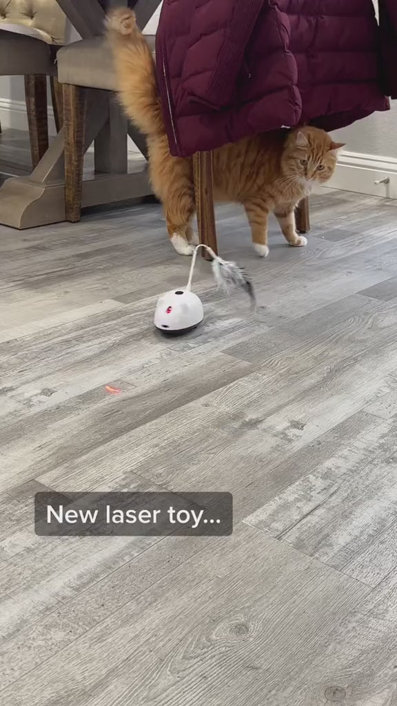 Automatic cat toy clearance reddit